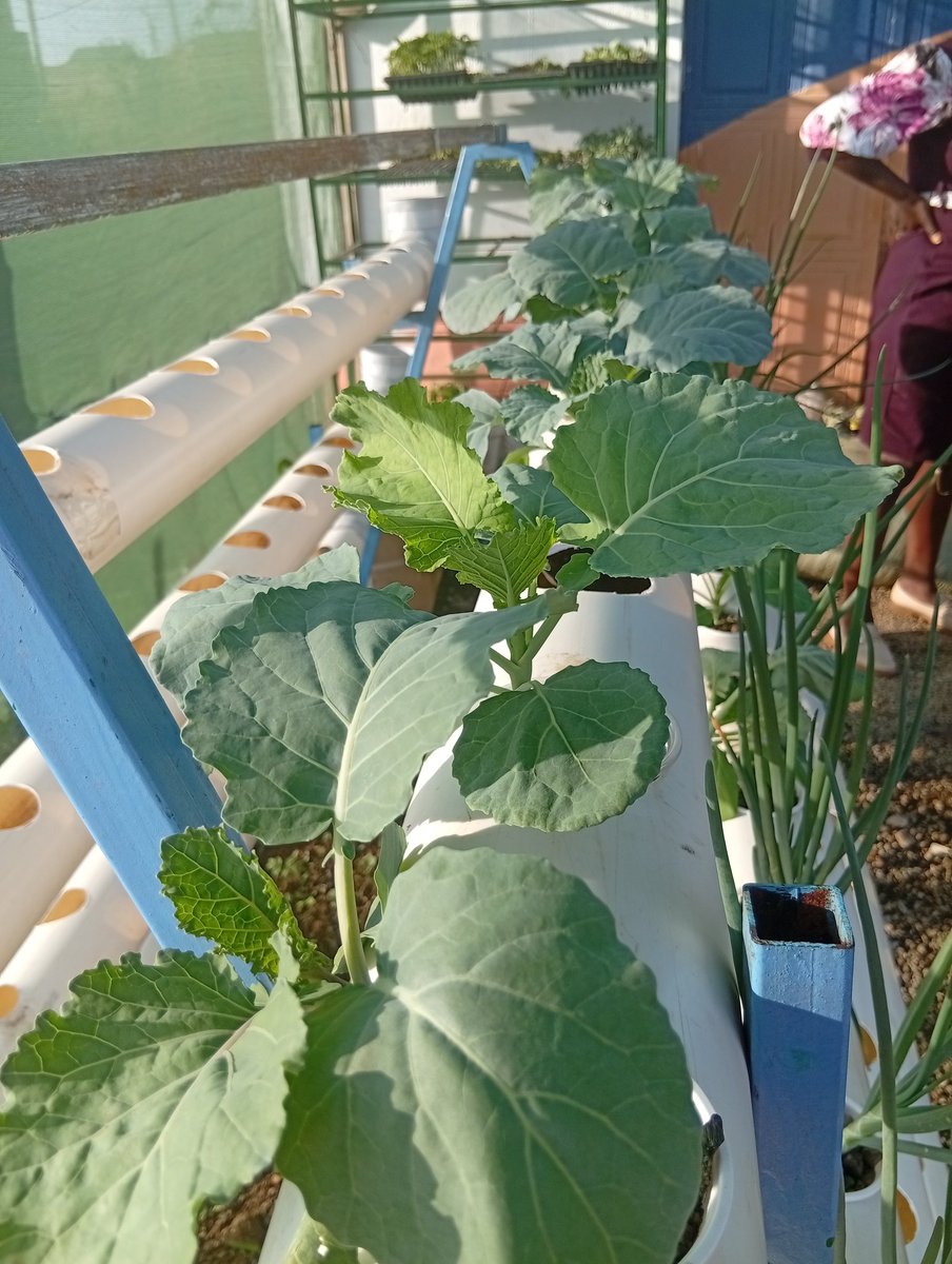 JuneMbai's tweet photo. Minus the set up costs, hydroponics and aeroponics give better results that soil based growing. #feedinggenerations https://t.co/5vt059FCGM