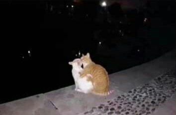 TheCatsX's tweet photo. they’re in love https://t.co/jbkZQWfJaH
