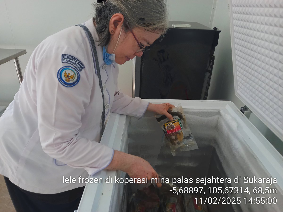 eightinalamsel8's tweet photo. Selasa, 11/02/25. Eightina Rosintan.  Luhkan Lampung Selatan. #produksi SPP Koperasi Produsen Perikanan  Mina Palas Sejahtera, Desa Sukaraja, Kec. Palas. 150 kg lele frozen marinasi @ Rp. 28 K/kg
 
 #GiatLuhkanSatminkalBRPPUPP #luhlapor #IpkaniLampung #puslatluhkp  #luhkan_brppup https://t.co/cpp47Dvbgu