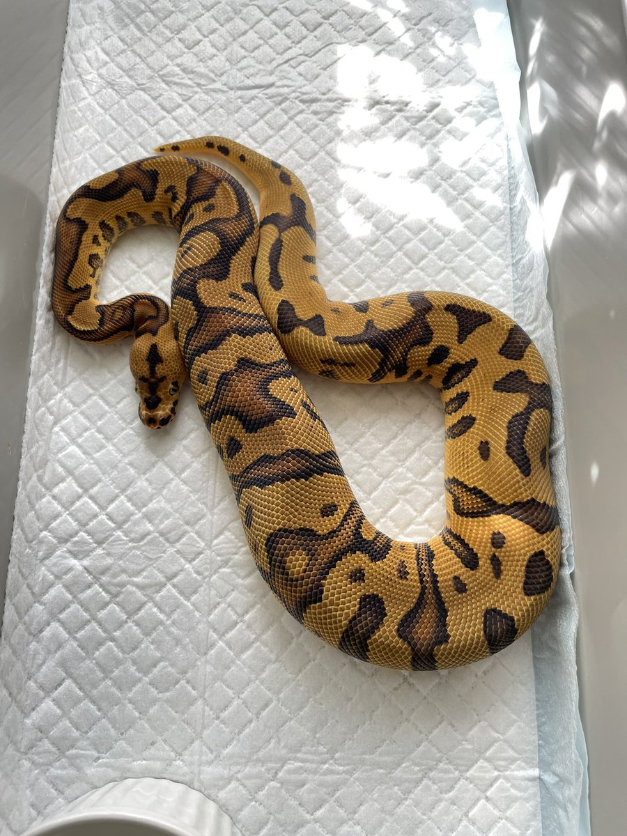 LCS0309's tweet photo. 脱皮した
気づかないうちに400g超になったんだ🥳
#ボールパイソン 
#LilBalls 
#SHNreptiles 
#24cb https://t.co/asABI7Zio0