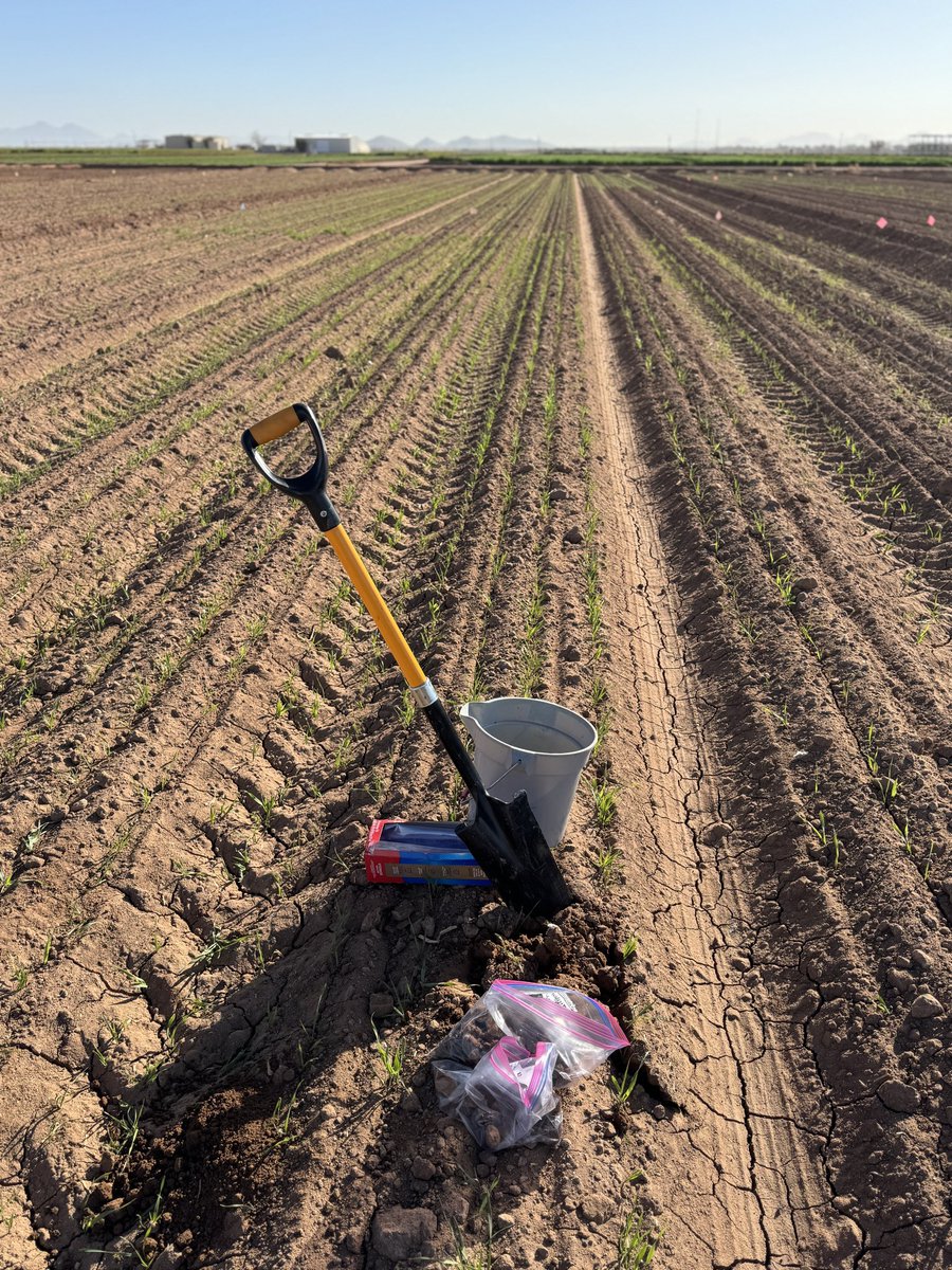 DebankurSanyal's tweet photo. Cover crops are coming up nicely! Mostly grasses are up, need to check on the broadleaves!

Four of us also sampled 64 plots! Feeling #accomplished before the weekend! The project is funded by the @CottonInc.
 
#UASoilHealthResearchExtension 
#HealthyDesertSoilsInitiative https://t.co/XqGiDK8yvM
