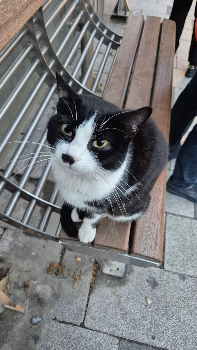 MurattKrc's tweet photo. Her sabah aynı saatte aynı durakta buluşuyoruz adı Milka https://t.co/rpyNc3k07m