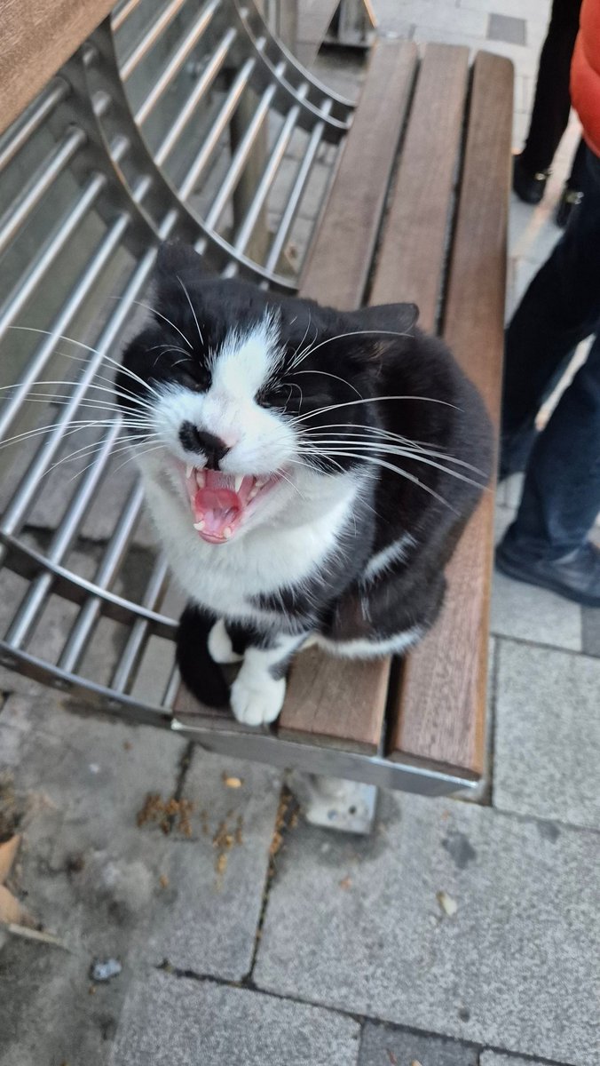 MurattKrc's tweet photo. Her sabah aynı saatte aynı durakta buluşuyoruz adı Milka https://t.co/rpyNc3k07m