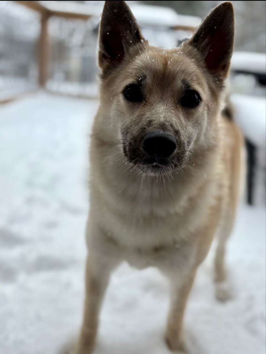 Chengpang Zhoa 🔶 BNB (CZ Parody) tweet media