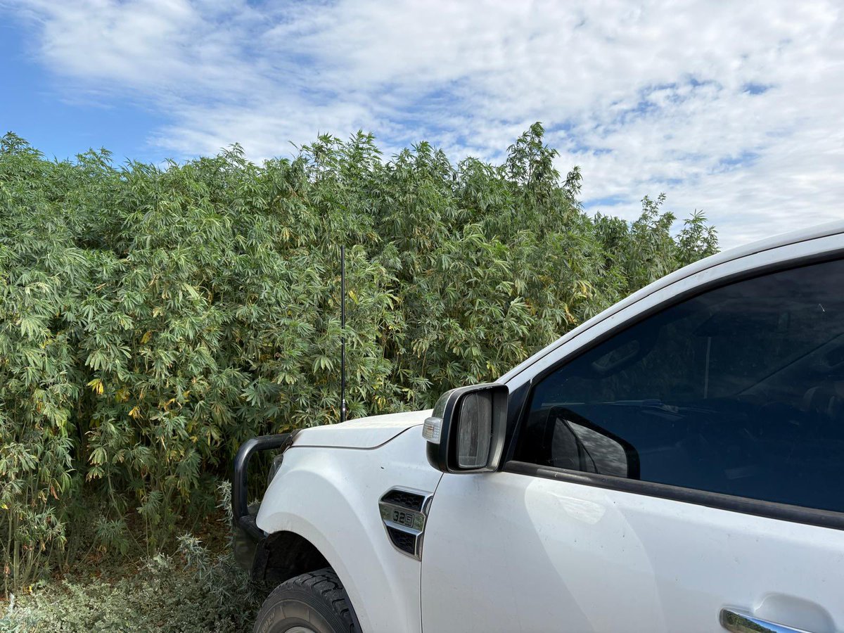 Good crowd turned up today to learn how industrial hemp could fit into their rotation. Low input, Low water use and increasing demand ✅ ✅ ✅. Averaging 3-4cm a day growth. Will be interesting to see what yields we can obtain, And how the overall GM stack’s up.
<a href="/AuNutrien/">Nutrien Ag Solutions Australia</a>