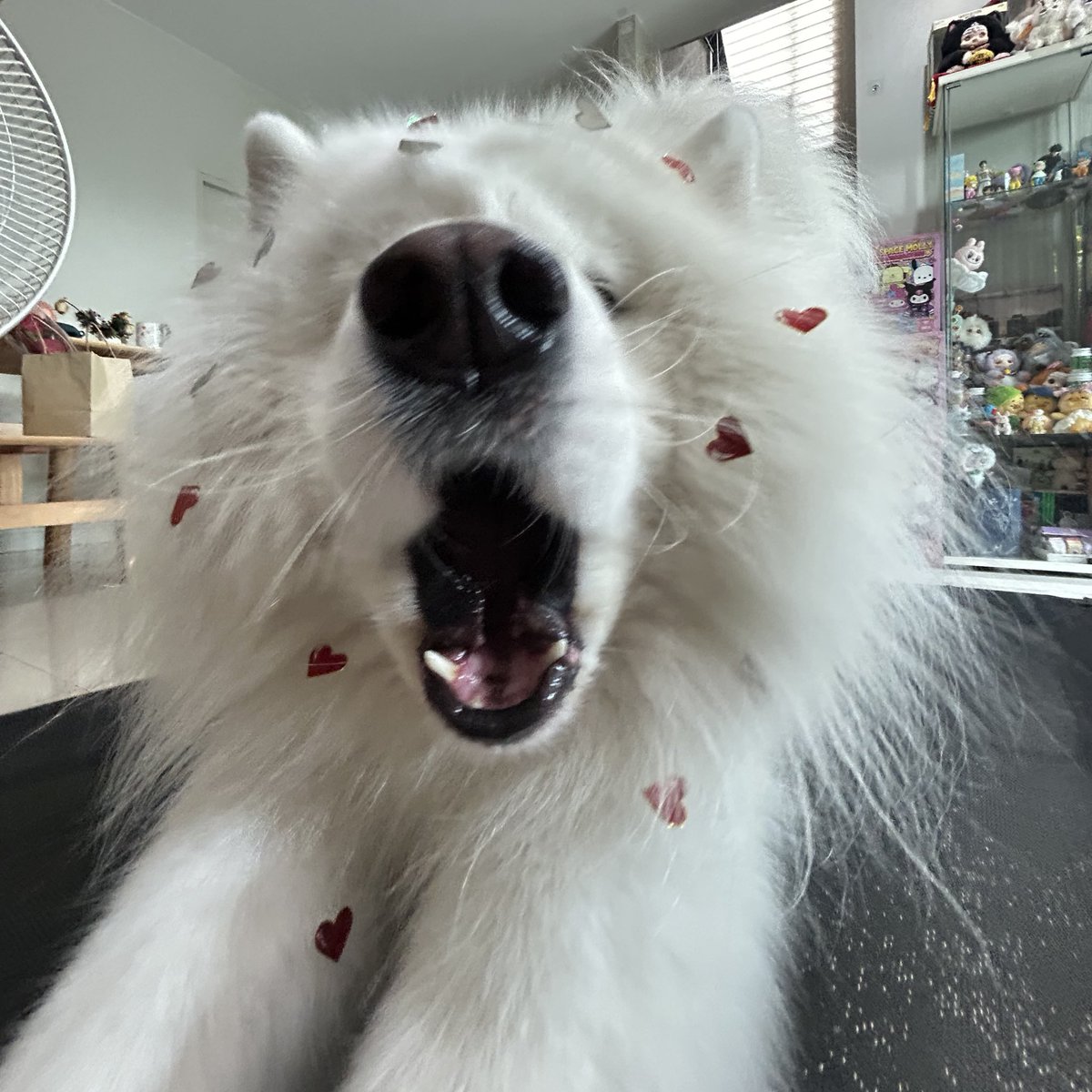 วาเลนไทน์แล้วพอร์ชมาแจกความรัก 💌