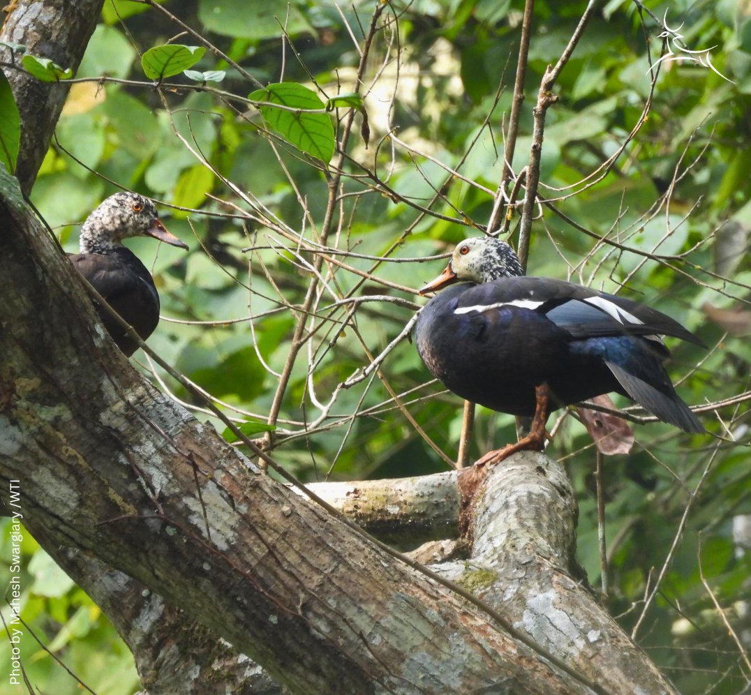wti_org_india's tweet photo. Exciting moments from the field!
A male & female white-winged duck were spotted by the WTI team in Dehing Patkai National Park, #Assam, during a survey using Passive Acoustic Monitoring to track this elusive species.
#WTIatWork https://t.co/5E987HSmhc