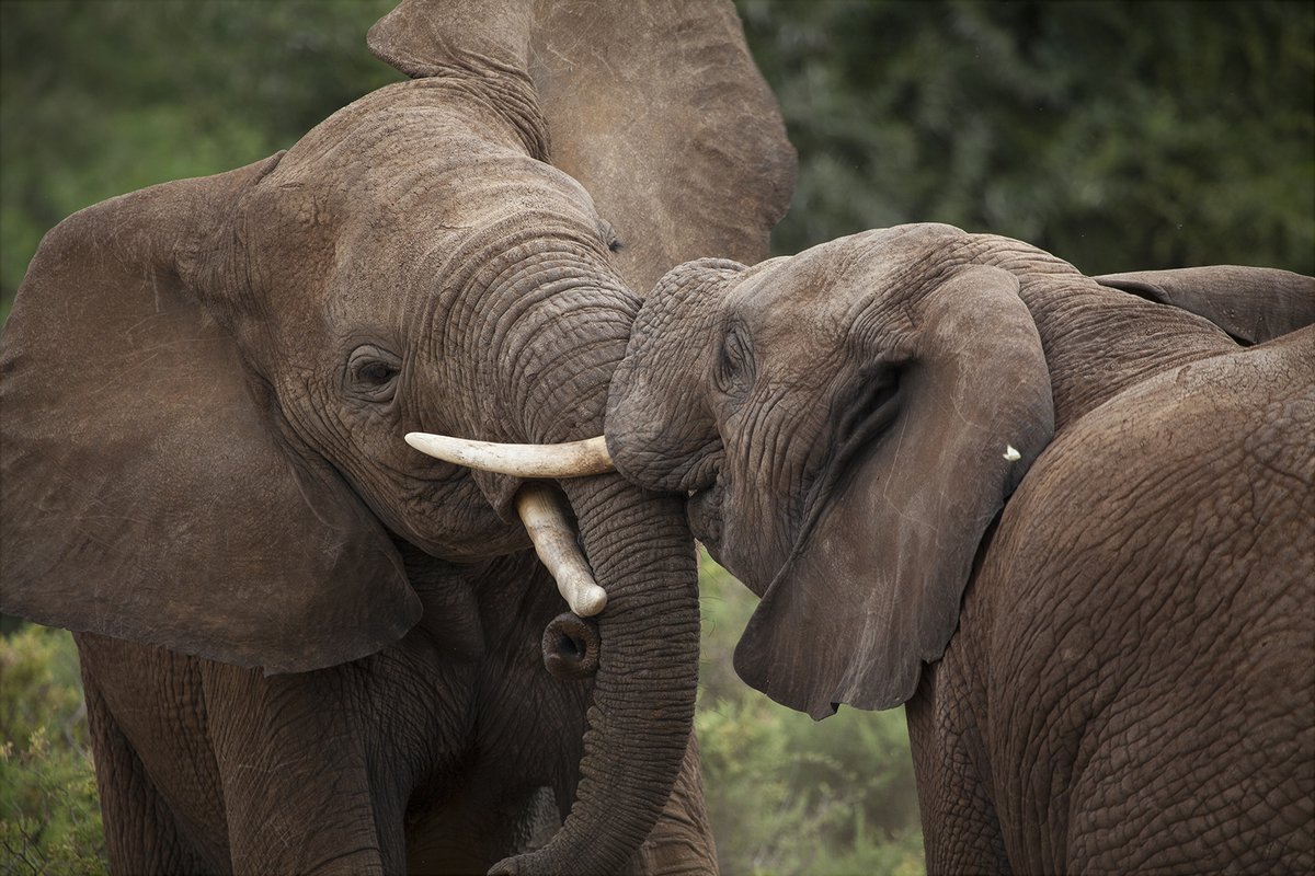 EPIAfrica's tweet image. Did you know that elephants show incredible love and empathy within their herds? When one is in distress, the others comfort and care for them, staying close and even bringing food. A beautiful reminder of the power of community and compassion! #ElephantProtection