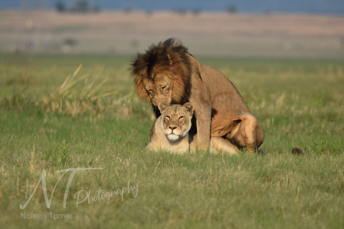 Ensure that you express affection to that special individual this Valentine's Day. Our lions appear to understand the essence of this sentiment.

@nolsinator 

#NambitiReserve #Nambiti #SouthAfrica #Africa #Safari #Big5 #NaturePhotography #Wild #Animals #DiscoverWildlife