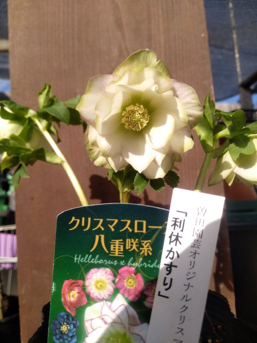 ガーデンセンター八千代店】 #クリスマスローズ 入荷のご案内☆ 本日