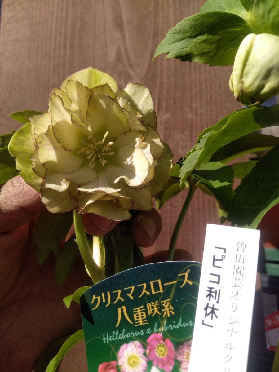ガーデンセンター八千代店】 #クリスマスローズ 入荷のご案内☆ 本日