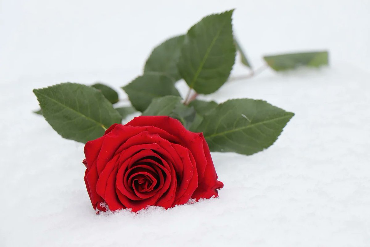 "WHERE THERE IS LOVE THERE IS LIFE" (GHANDI)

HAPPY VALENTINE'S DAY TO ALL THE NICE PEOPLE HERE!