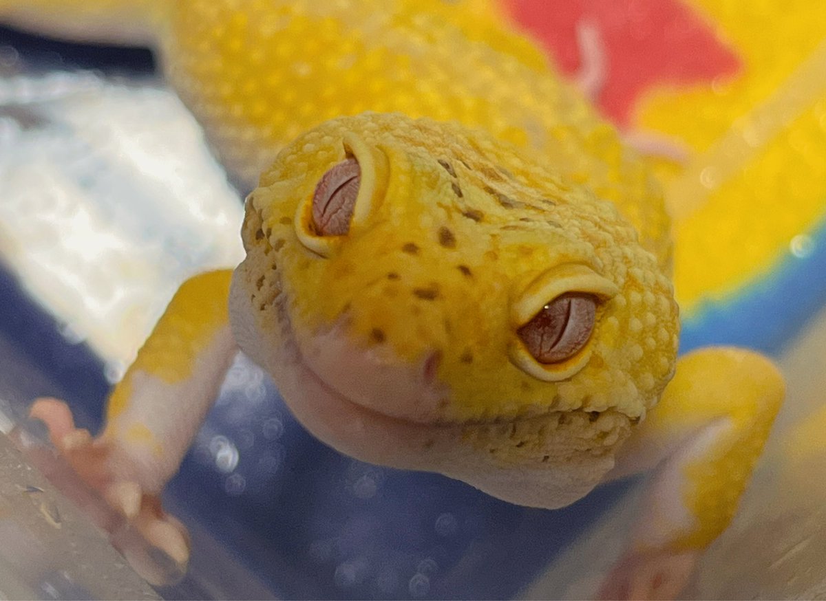 マクロレンズ、キャンドゥの顕微鏡レンズと言うのを買って撮ってみました✨
満足行くの撮れた🥹💕
可愛いレオくん🦎たくさん撮れるといいなぁ。
#レオパードゲッコー
#ヒョウモントカゲモドキ