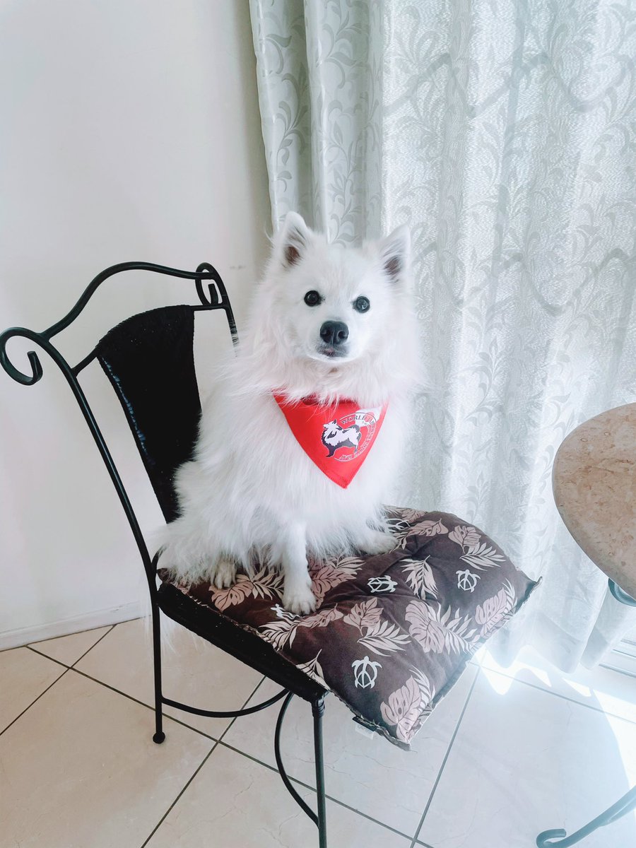 Us5kUoWhl145W3n's tweet photo. 3/2はスピッツデー🇯🇵🐶
日本スピッツをお迎えして
驚いたことは本当にたくさんの方に声をかけていただけること♡
可愛い〜
綺麗〜
真っ白〜
それと同時に吠えるんでしょ〜って言われることも。
今時のスピッツはそんなことないんですよ〜ってお伝えしてます。
もっと広がれ
スピッツの魅力
#wjsd https://t.co/siuGRizwTx