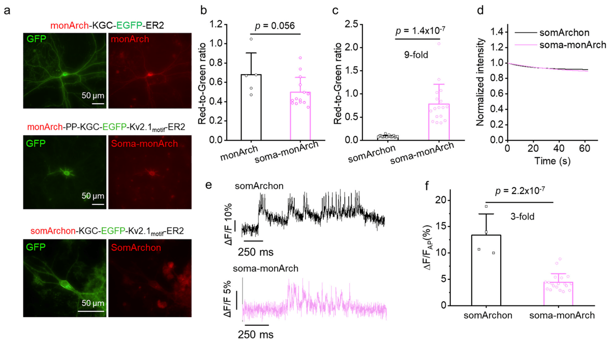 monArch, a near-infrared fluorescent voltage indicator, is developed via directed molecular evolution in HEK cells and characterized by several-fold higher baseline fluorescence compared to other Arch-based GEVIs. Plasmids are available from WeKwikGene wekwikgene.wllsb.edu.cn/publications/1…