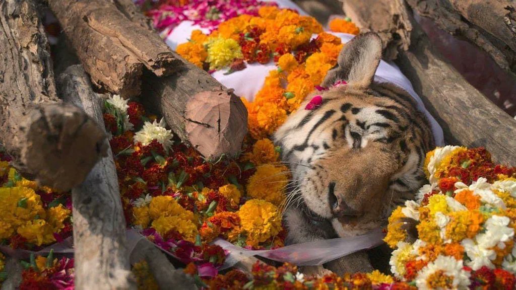 A cremation funeral held for a tiger. 

The tiger was known by locals as "Collarwali" due to being fitted with a radio collar to help researchers further study her. 

She had given birth to 29 cubs throughout her life in 8 litters. She lived in the Pench Tiger Reserve and died at