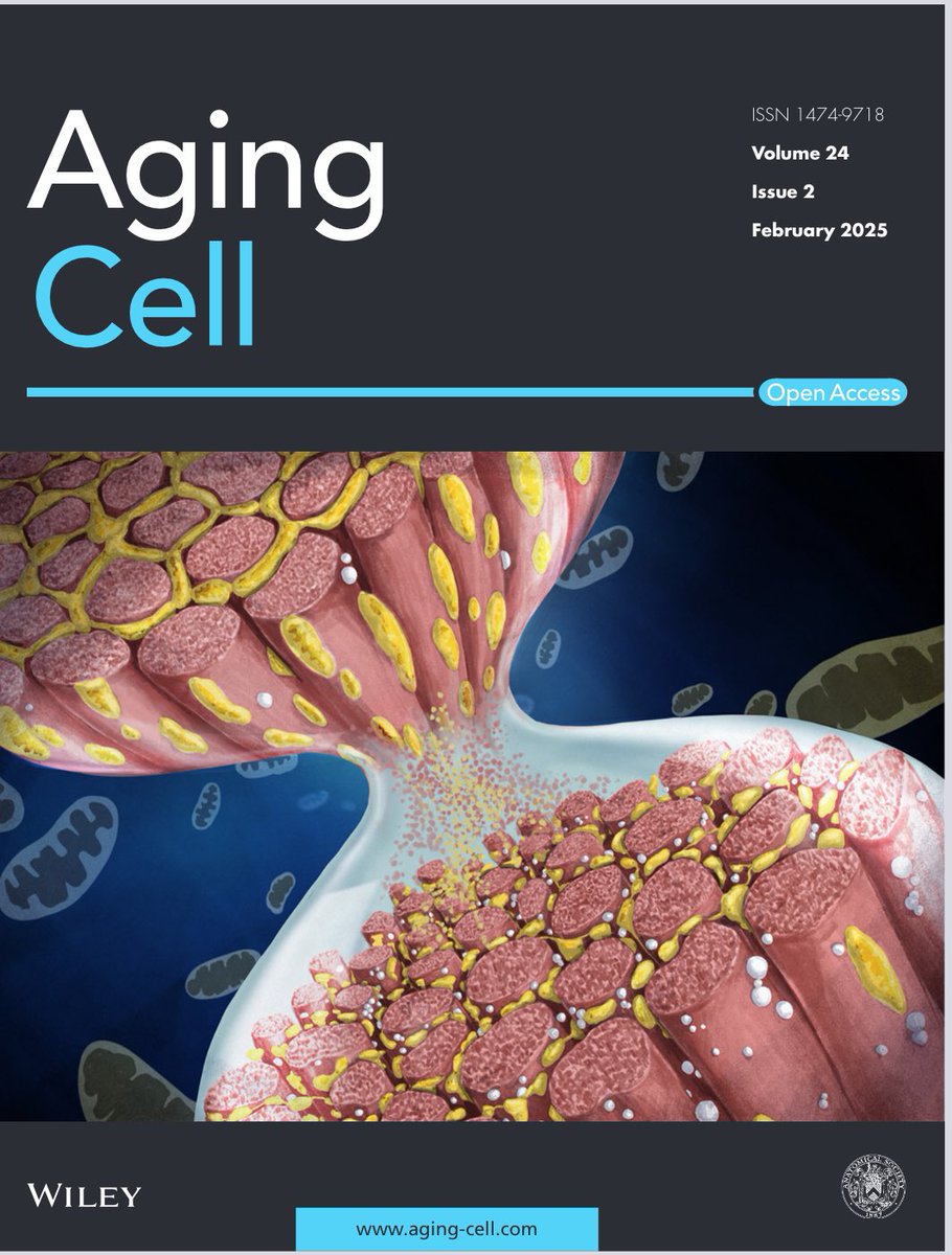Our recent paper of age-dependent mitochondrial fragmentation in <a href="/AgeingCell/">YT</a> made it to the cover! onlinelibrary.wiley.com/doi/10.1111/ac…. Well done <a href="/RichieGoulding1/">Richie Goulding</a> 
and thanks again to Emma <a href="/DrawImpacts/">DrawImpacts</a>