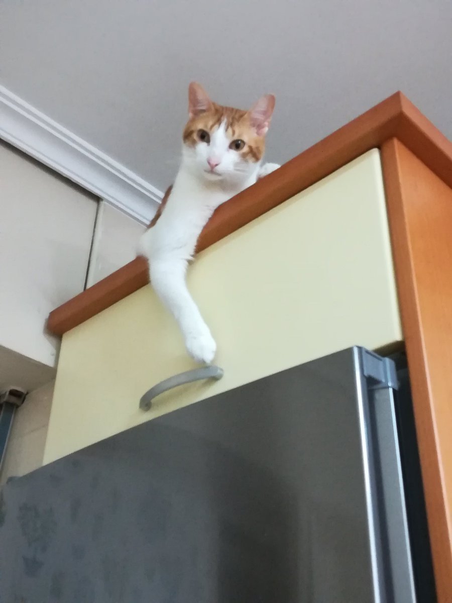 Sukaldeko edozein altzarik balio du sukaldaria bigilatzeko.
#Sasitxiotx
#AsteanBehin
#Altzariak