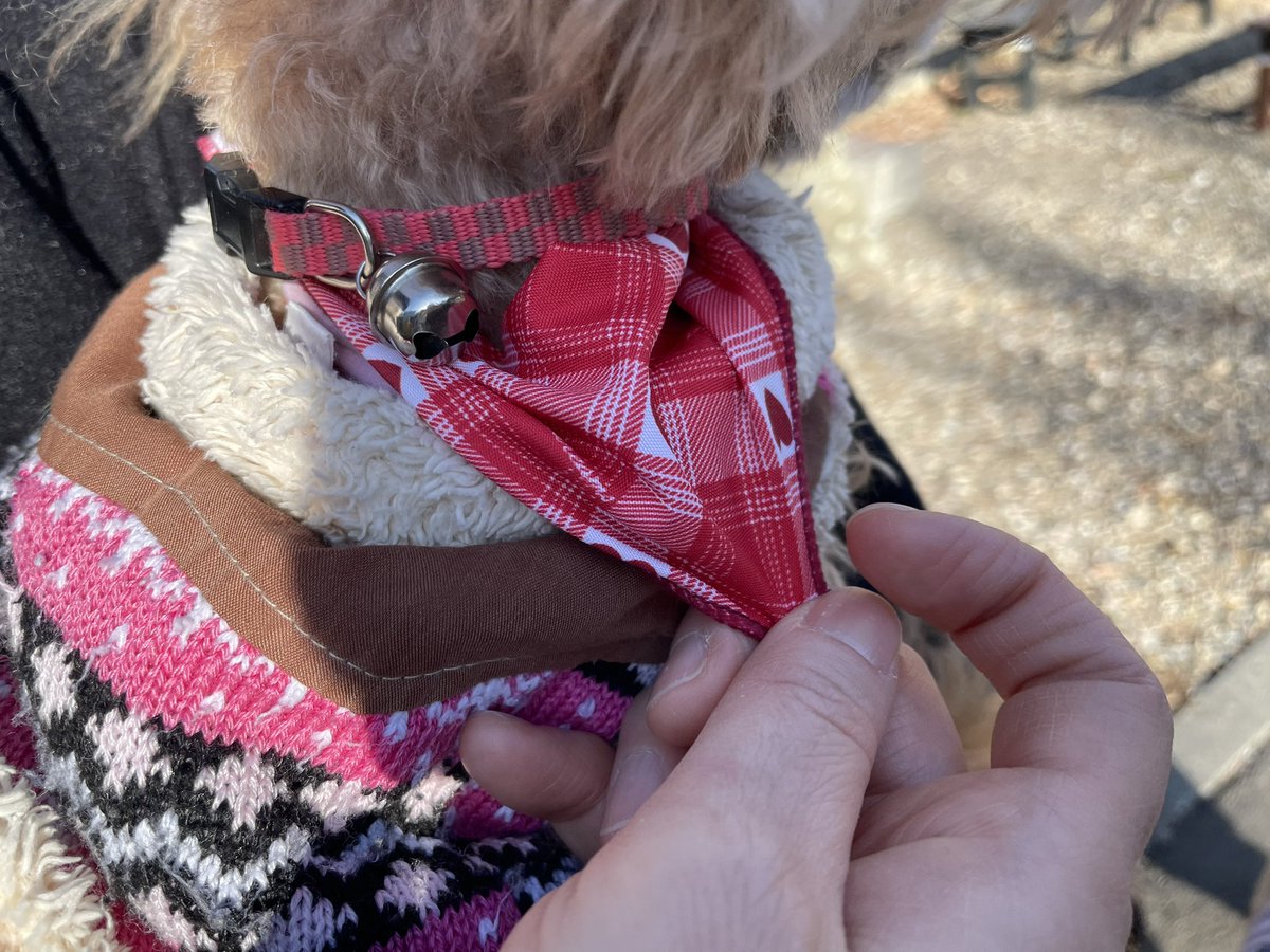 至急！
名古屋市昭和区八事興正寺にて２kgぐらいのトイプードル(女の子)を預かっています！2月14日午後14時頃、興正寺の境内にて保護中‼️
 #迷子犬 #トイプードル #八事興正寺