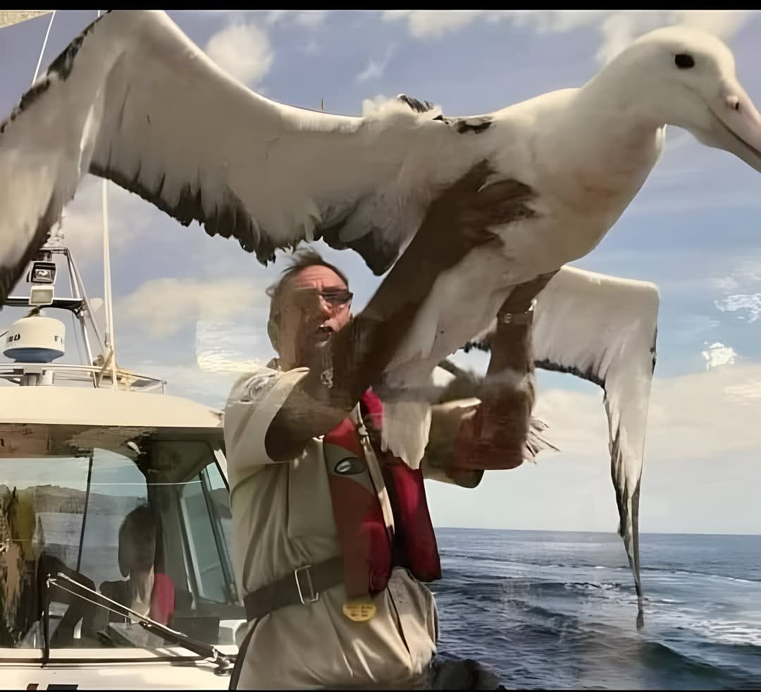 The Albatross: The Master of the Skies -

The Albatross holds the record as the largest bird that can stay airborne for years without landing. Thanks to its massive wingspan and exceptional gliding techniques, it soars effortlessly over vast oceans, rarely needing to flap its