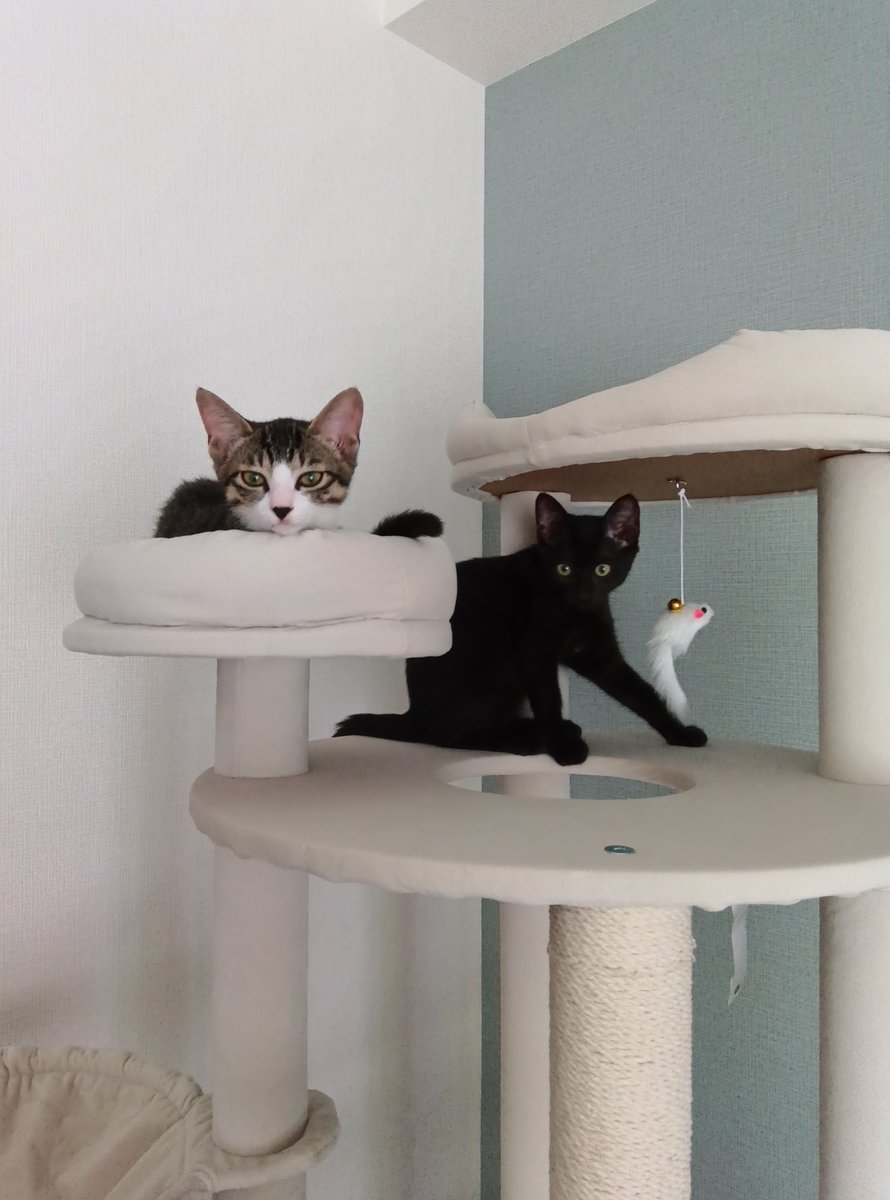 mikikimura18's tweet photo. 保護猫兄弟♡

黒猫🐈‍⬛とキジ白🐈️ https://t.co/NKetN6see9