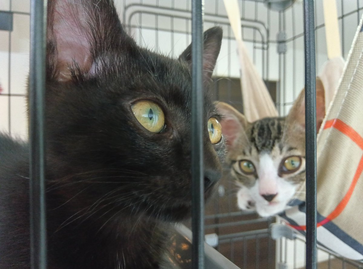 mikikimura18's tweet photo. 保護猫兄弟♡

黒猫🐈‍⬛とキジ白🐈️ https://t.co/NKetN6see9