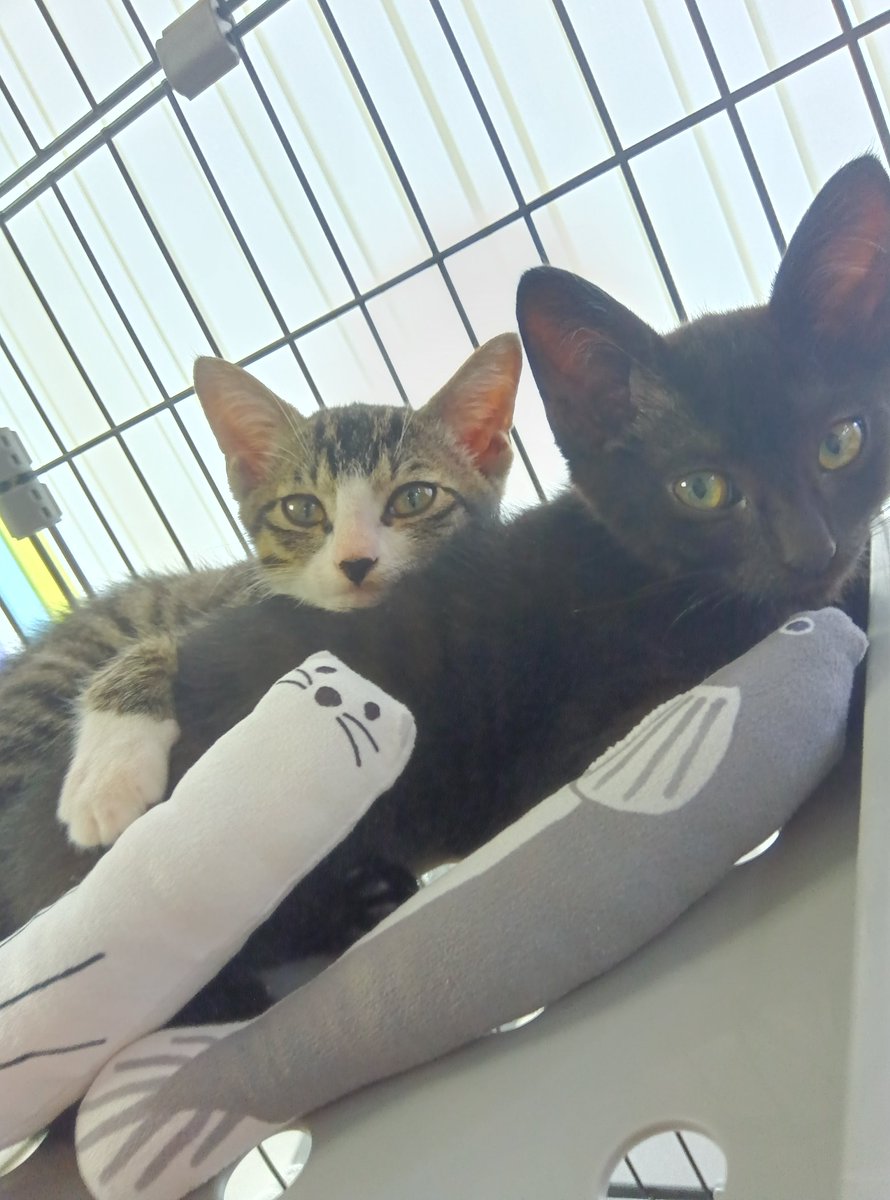 mikikimura18's tweet photo. 保護猫兄弟♡

黒猫🐈‍⬛とキジ白🐈️ https://t.co/NKetN6see9