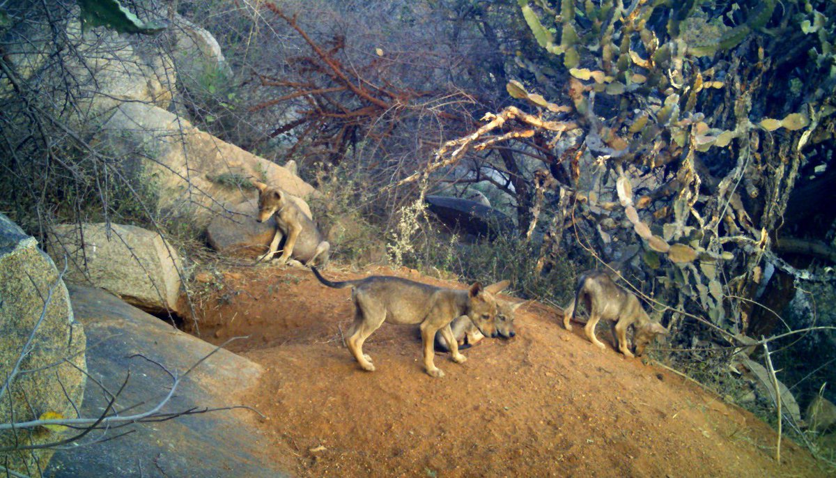 nkaggere's tweet photo. Yet another endangered Indian Grey Wolf gives birth to 5 pups in #Karnataka’s first Wolf Sanctuary at Bankapura in #Koppal District. Less than a month ago another wolf had delivered 8 pups at the sanctuary. @TOIBengaluru #Wildlife #Wolf https://t.co/nxuFp5rh56
