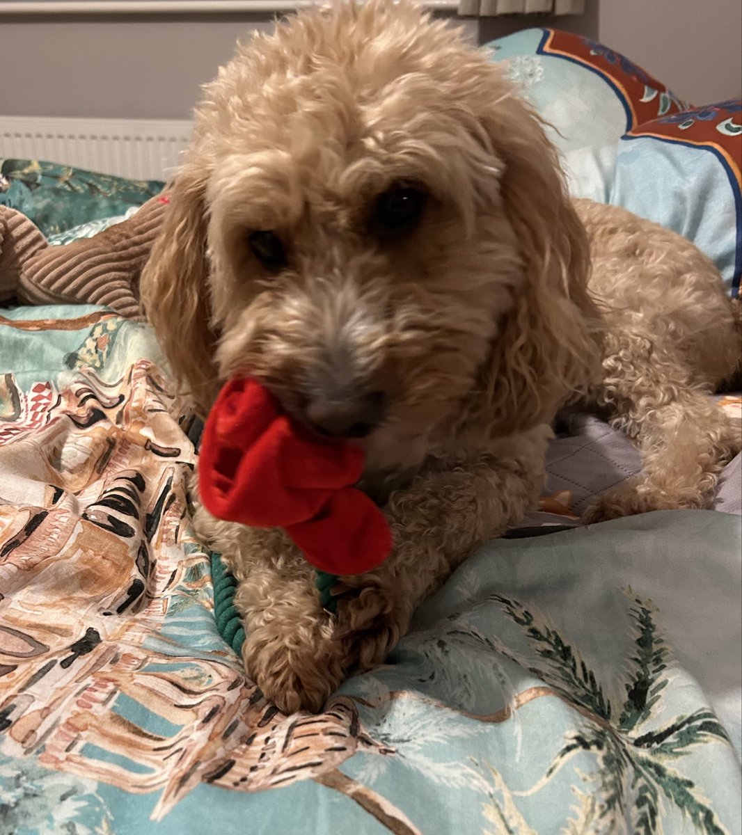 MollyK2019's tweet photo. Happy Valentine’s Day! 🥀 #ValentinesDay  🐶 #dogsofX https://t.co/Ywfy1DQxut
