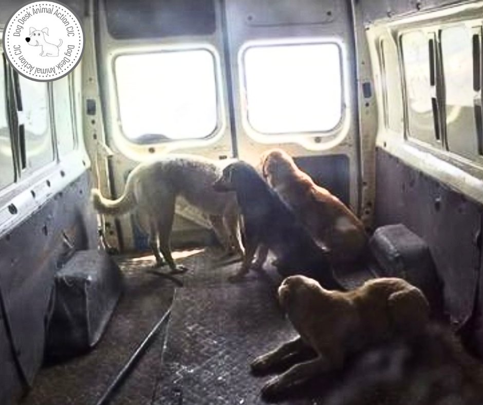 These dogs were dumped on a busy highway, they would have passed away if they had not been rescued

We feed them but it's a terrible struggle!

We need help or this project will fail without your support 

There are so many free ways to help, like, share &amp; comment 🙏I am begging