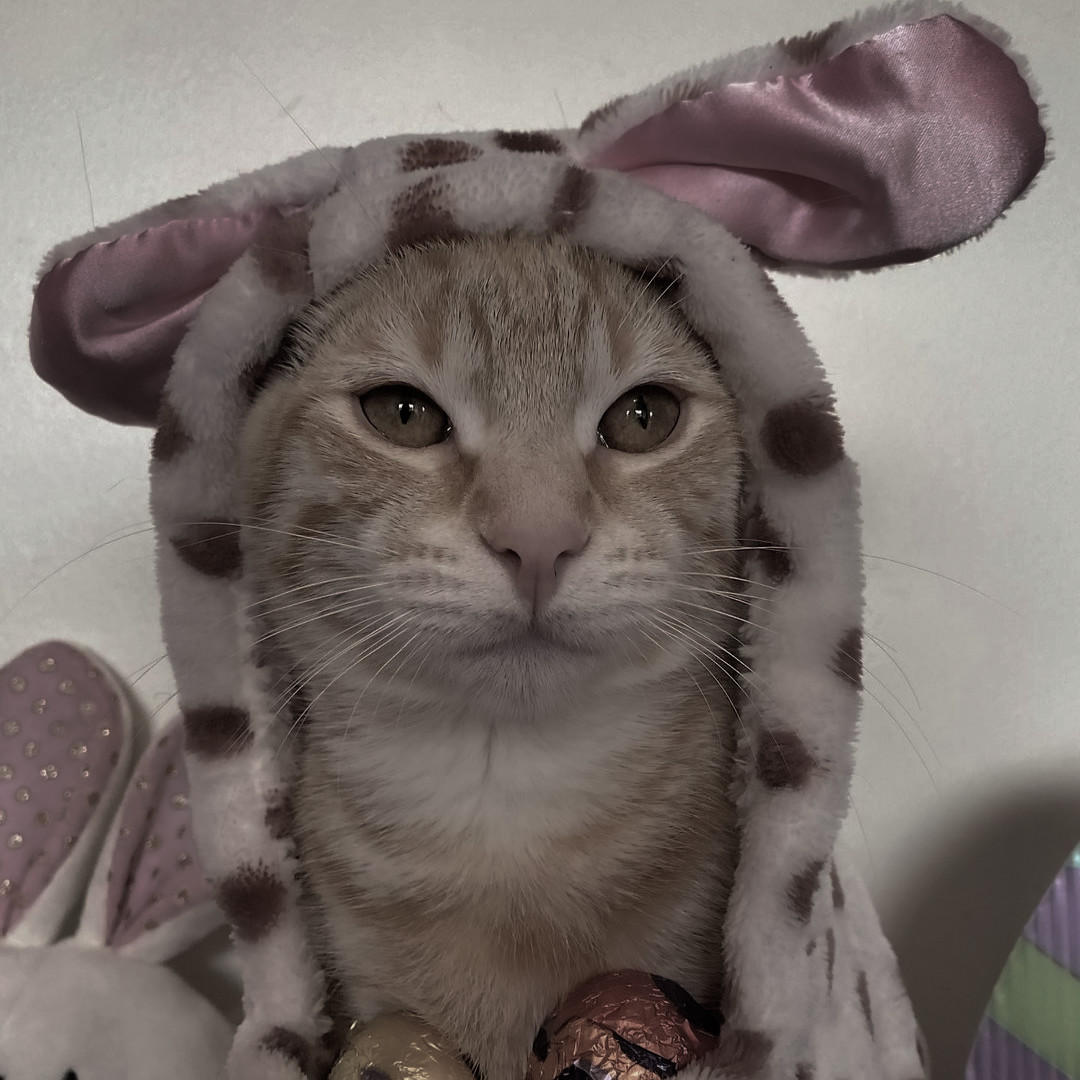 8e___ther's tweet image. ͏͏͏͏͏͏⠀⠀⠀

⠀⠀⠀@𝟴𝗲___𝘁𝗵𝗲𝗿 posted an update！
⠀⠀⠀14 Feb 25、 03:14 PM、Makati, PH 。

⠀⠀⠀➤  my dates for today. happy valentine's
⠀⠀⠀day to everyone celebrating!😸

⠀⠀