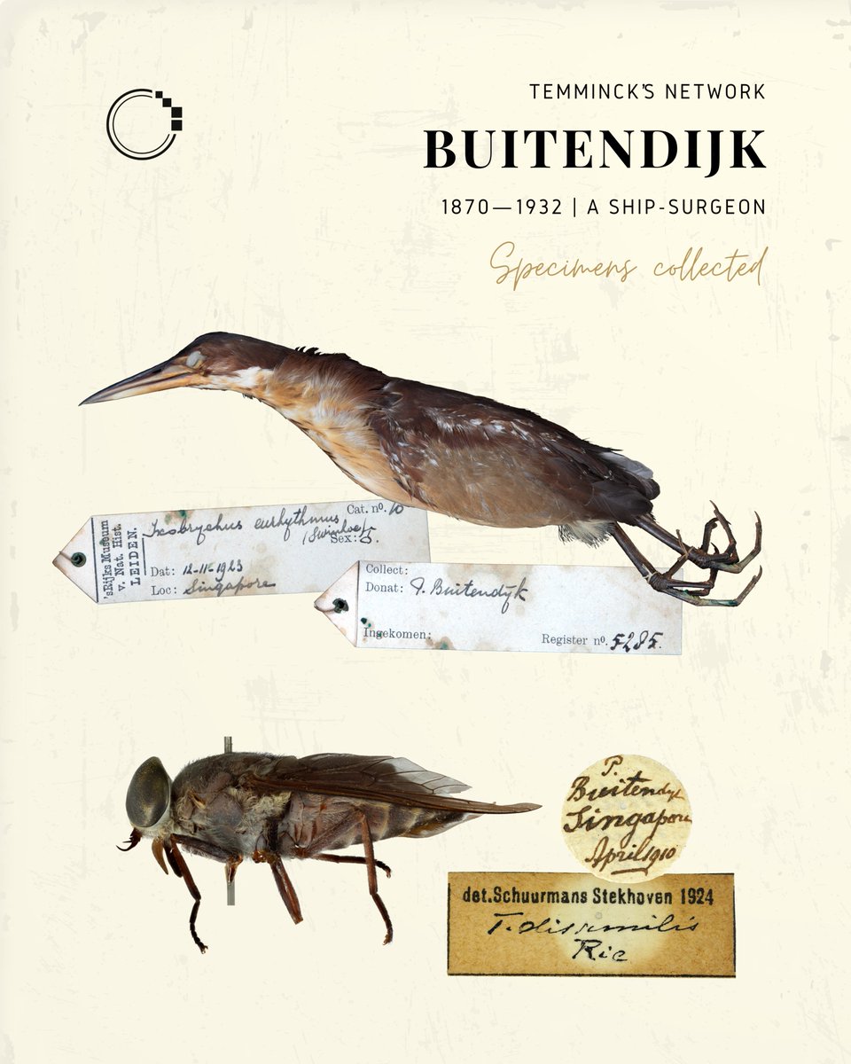 signifynathist's tweet image. This week, we discover how several of our Singapore specimens ended up in Leiden, Netherlands —10,517 km away from Singapore! 🚢🪶

Learn the story of Temminck, along with a few other early Dutch collectors who had set foot on Singapore!

Link to story in bio📖