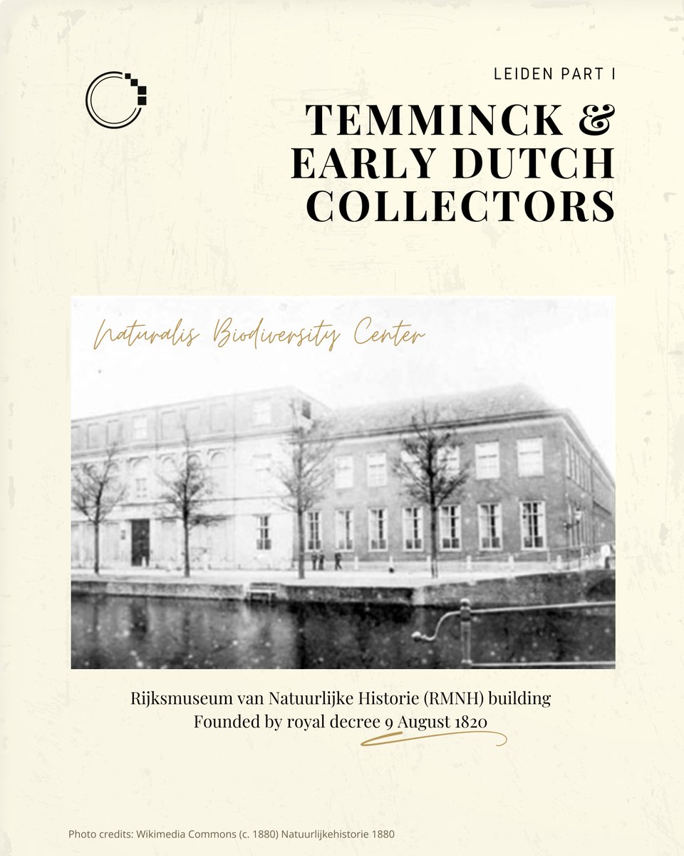 signifynathist's tweet image. This week, we discover how several of our Singapore specimens ended up in Leiden, Netherlands —10,517 km away from Singapore! 🚢🪶

Learn the story of Temminck, along with a few other early Dutch collectors who had set foot on Singapore!

Link to story in bio📖
