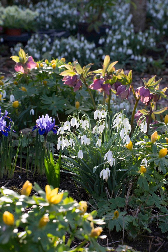 There are gardens opening for the National Garden Scheme across the country for you to explore and fall in love with this Valentine’s Day … and into the weekend beyond.

Get planning your garden visits👇️
ngs.org.uk/gardens-to-fal…

#snowdrops

📷️Clover Cottage ©Zara Napier