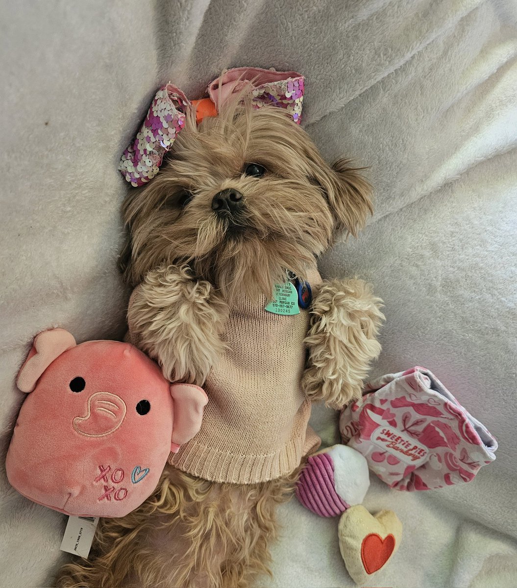 DustyAJohnson's tweet image. Happy Valentine's Day❣
My Valentine has paws, enjoys long walks (on the plains), snuggles during movies, and deserves all the treats.🐾
#SpoiledPup