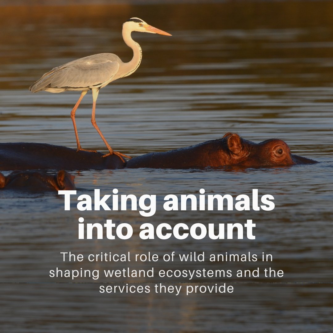 85% of wetlands are already degraded—and they can’t function without wild animals.

🦫 Beavers prevent floods
🐟 Fish disperse seeds
🦩 Birds transport nutrients

@globalrewilding’s report highlights why restoring key species is crucial for wetland health: bit.ly/4hEbdSw
