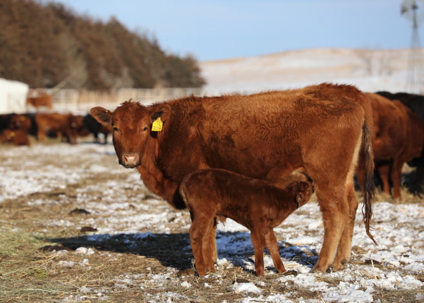 Because of health concerns, it is important to reduce the effects of mud in calving areas. The following are a few management strategies to decrease the risk of health events due to mud during calving season.

drovers.com/news/beef-prod…