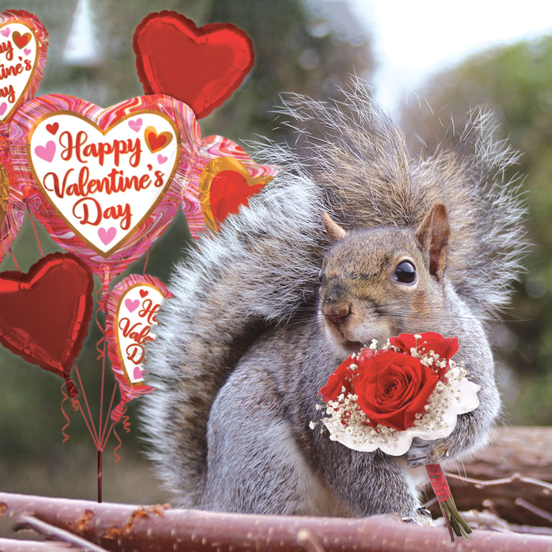 wmsquirrel's tweet image. .@williamandmary friends, will you be my Valentine?