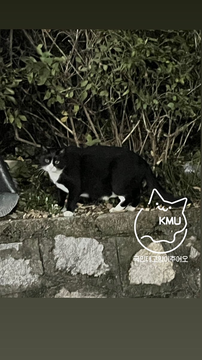 나는야 팽이… 밤산책을 즐기는 고양이지

#국민대고양이추어오 #국냥이 #팽이 #익명 #사진제보환영