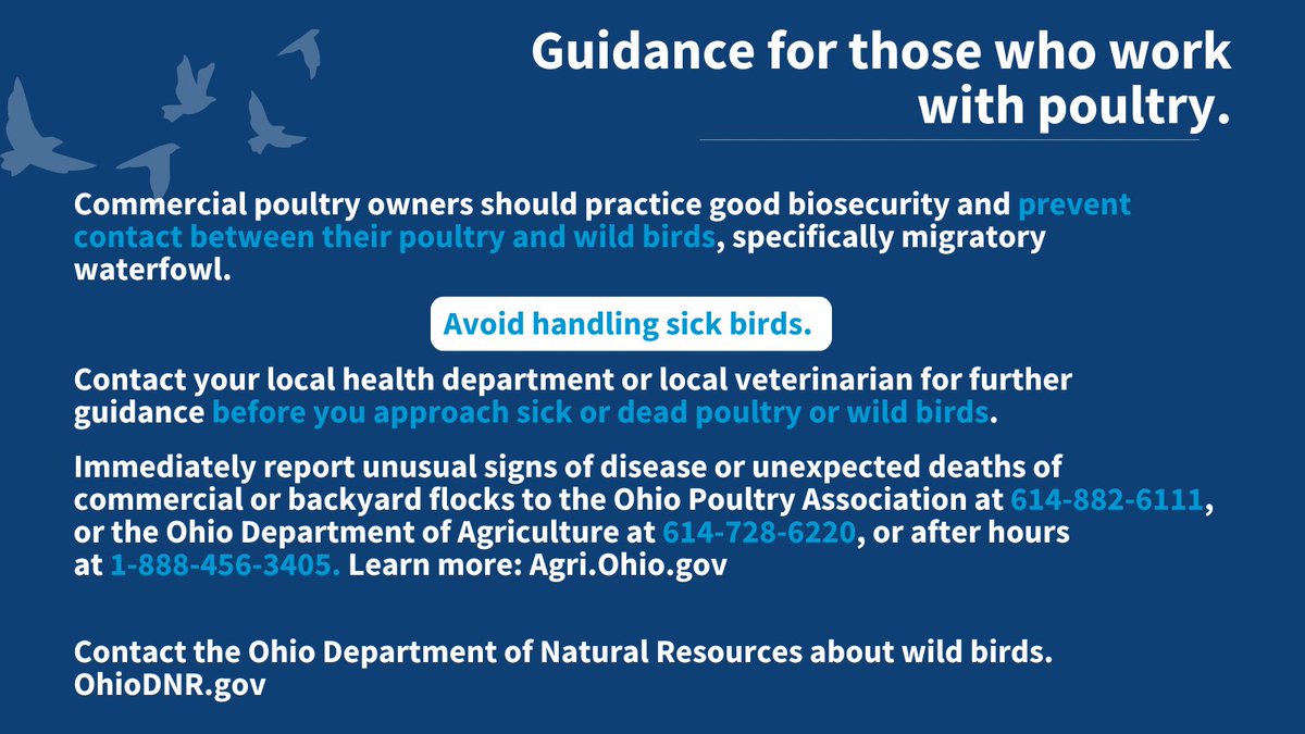 What’s the latest on bird flu in Ohio?  It's important to know that the risk to Ohioans is still ⚠LOW! The best way to prevent bird flu is to avoid direct contact with sick or dead poultry or wild birds. More information 👉🏽 bit.ly/40Zt9zL.