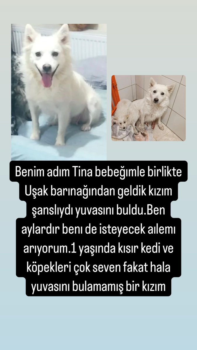 patimelegim's tweet photo. Irkı #pomerian #spitz adı #tina 1 yaşında dişi aşıları tam çipli kayıtlı Kısırlaştırılması yapıldı wc eğitimli kedi köpek ile anlaşan sessiz sakin 
Yer Ankara 
İletişim @semaninpatileri https://t.co/D9GXk5WsIZ