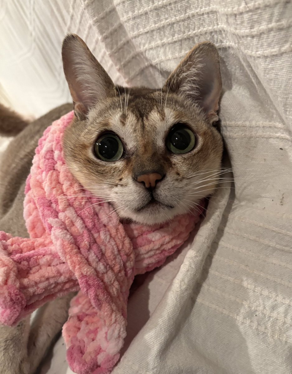 まめ猫シンガプーラ (@aivlVQGgw5VqMZq) / Posts / X