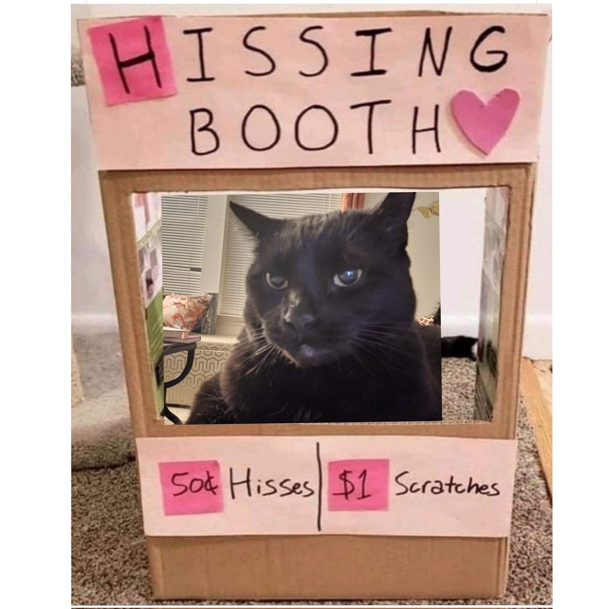 dat304chic's tweet photo. @fox5dc #GoodDayDC Escobar is open for business at her hissing booth😅 https://t.co/YYjxrPuZOi