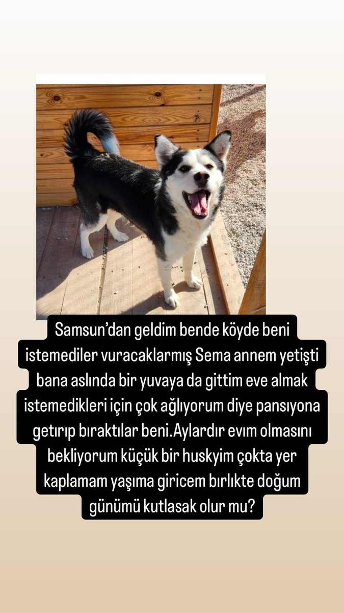 patimelegim's tweet photo. Irkı #husky 11 aylık erkek aşıları tam çipli kayıtlı wc eğitimi düzenli çıkarılırsa eve yapmıyor Kısırlaştırılması yapıldı sosyal insan çocuk aşığı sessiz sakin hep güler yüzlü
Yer Ankara 
İletişim @semaninpatileri https://t.co/dNaxLBgoFw
