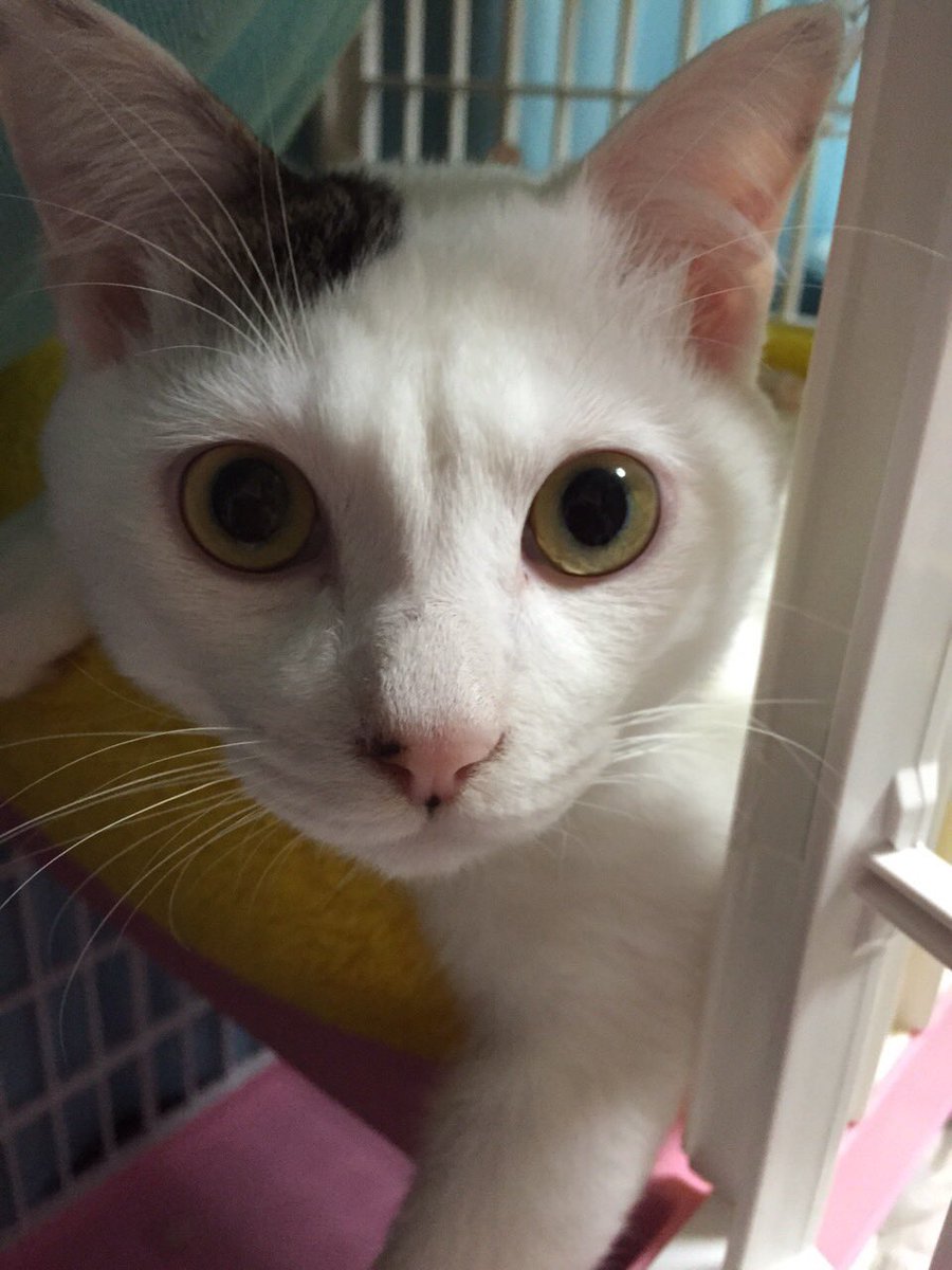 YuKi282cat's tweet photo. ごま♂です！
よろしくお願いします！ https://t.co/suKnZLoE3l