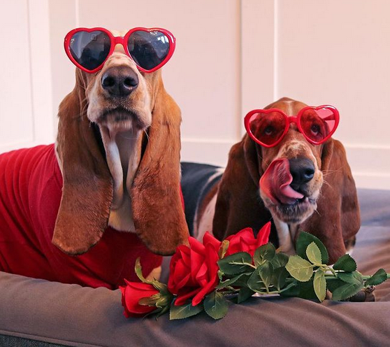 Guardian Angel Basset Rescue tweet media