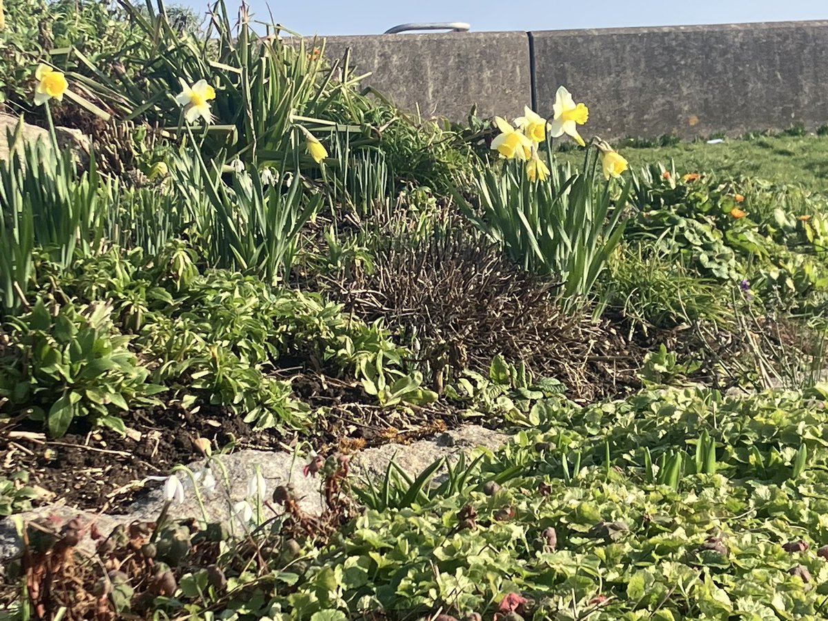 Snowdrops, daffodils, marigolds and so much more in flower at Sandown Castle Community Garden