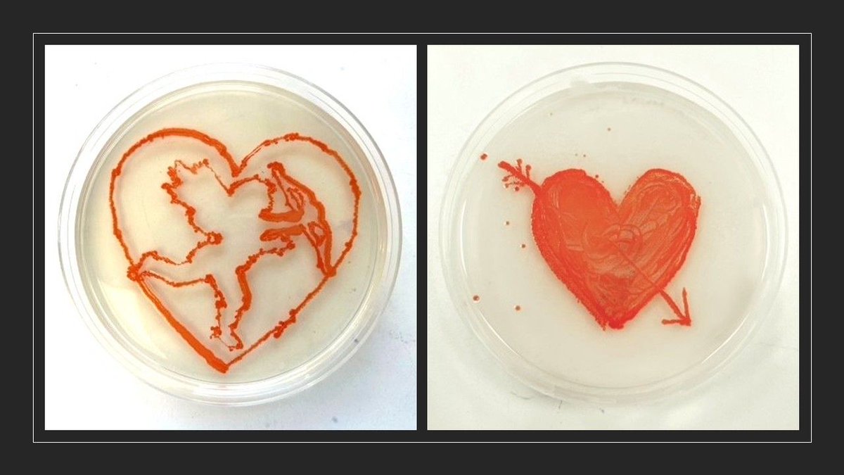 NCIMB Ltd (@ncimb) on Twitter photo Bacteria are one of the main sources of natural pigments and our microbial culture collection includes many pigmented strains. Pigmented bacteria have many applications in biotechnology...and microbe art! Cupid and heart by NCIMB senior scientist Sammi McIntosh. Bacteria are one of the main sources of natural pigments and our microbial culture collection includes many pigmented strains. Pigmented bacteria have many applications in biotechnology...and microbe art! Cupid and heart by NCIMB senior scientist Sammi McIntosh.
