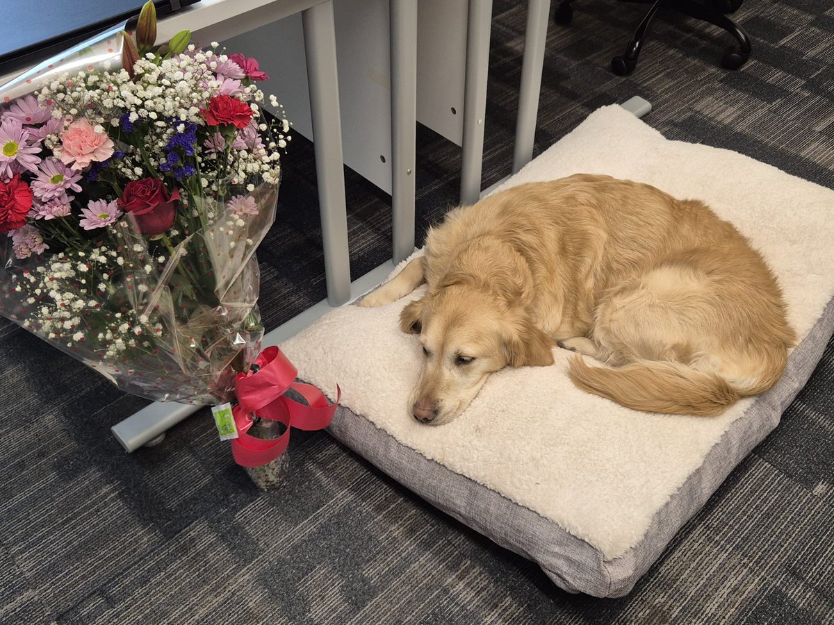 Who’s the awesome secret admirer who sent me these stunning flowers? 💐 Whoever you are, you made this doggy very, very happy! 😉🐶 #mystery #flowers #thankyou