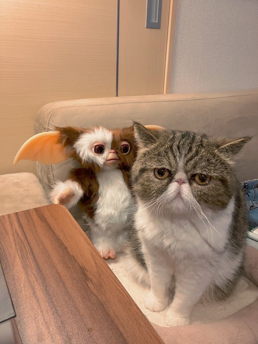 ギズモ
